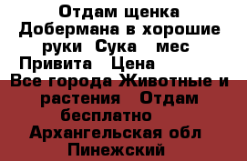 Отдам щенка Добермана в хорошие руки. Сука 5 мес. Привита › Цена ­ 5 000 - Все города Животные и растения » Отдам бесплатно   . Архангельская обл.,Пинежский 